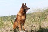 BERGER ALLEMAND 141